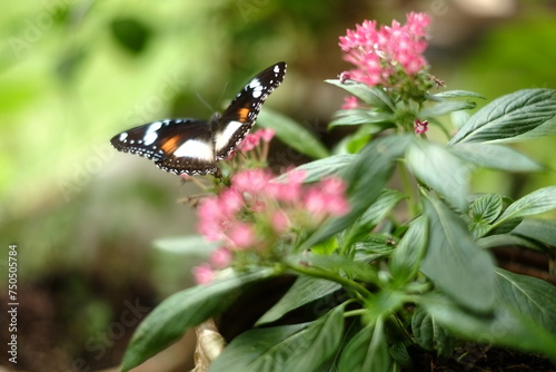 butterfly on pink flower photo