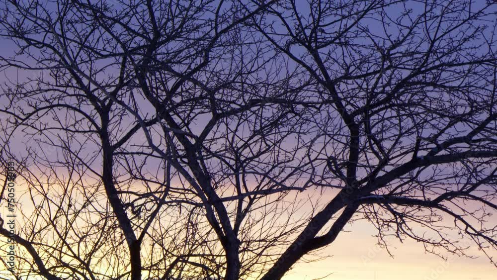 Bare tree branches in mellow cloudy bright orange and purple sunset Bare tree branches in mellow cloudy bright orange and purple sunset