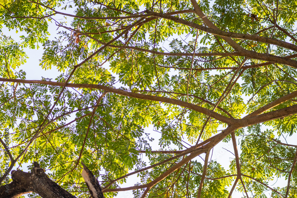 Fototapeta premium Natural green tree leaves on tree branch background