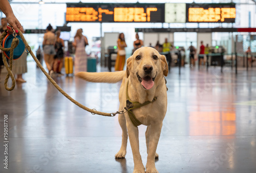 A smiling Labrador Retriever on a leash stands ready for an adventure at a bustling train station.