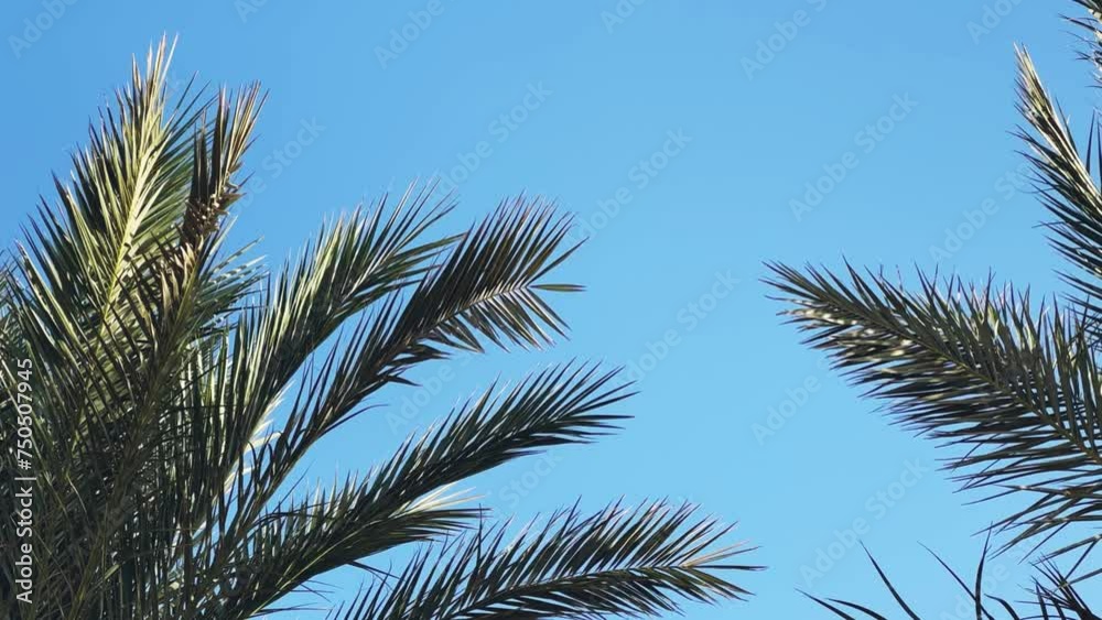 A green palm tree against a blue sky. Palm trees in the sunlight. View of palm trees against the sky with branches swaying in the wind - 4K video. Palm tree on the seashore view from below. Egypt 2022