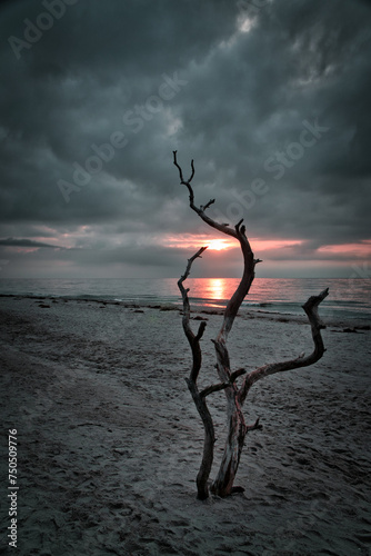 Fototapeta Naklejka Na Ścianę i Meble -  Sunset on the beach of the Baltic Sea. Love tree, shrub in the sand on the west beach