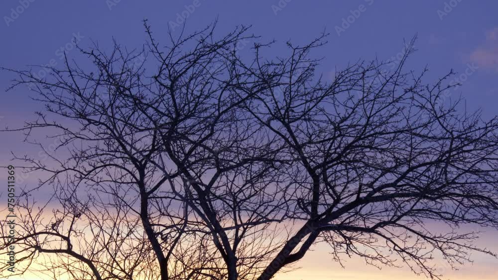 Bare tree in mellow cloudy bright gold and purple sunset Bare tree in mellow cloudy bright gold and purple sunset