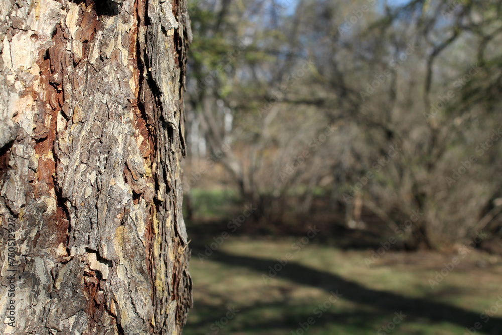 Pine trunk against background of the park. Bark of old tree close-up. Natural texture Pine trunk against background of the park. Bark of old tree close-up. Natural texture