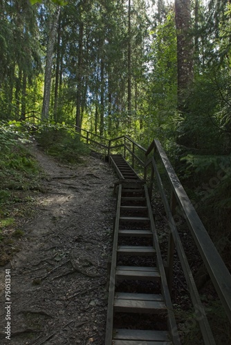 Fototapeta Naklejka Na Ścianę i Meble -  Wooden stairs along nature path near Vantaanjoki river in summer, Myllykoski, Nurmijärvi, Finland.