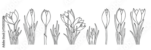 Sketch flower collection. Crocus line art illustration. Vintage botany doodle set. Vector floral design elements. Hand drawn minimalist flowers for tattoo. Simple rustic flowers