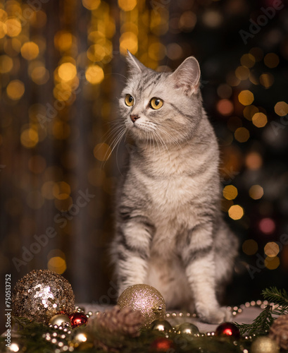 Fototapeta Naklejka Na Ścianę i Meble -  beautiful gray cat in New Year's lights for Christmas.