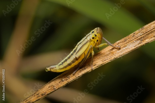 young green leafhopper Cicadella viridis nymph