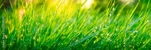 dew on the grass rays of the sun. Selective focus.