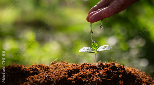 Growing plant with drops water on young tree. Sustainable environment concept. Helping and protecting world from global warming.