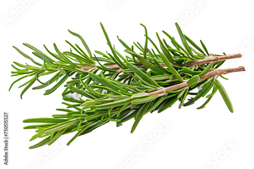 A white background with a twig of rosemary