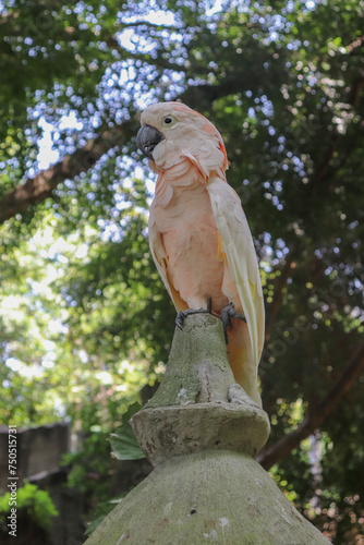 Beautiful Macau Bird on a tree