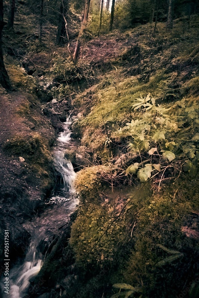 River inside the forest