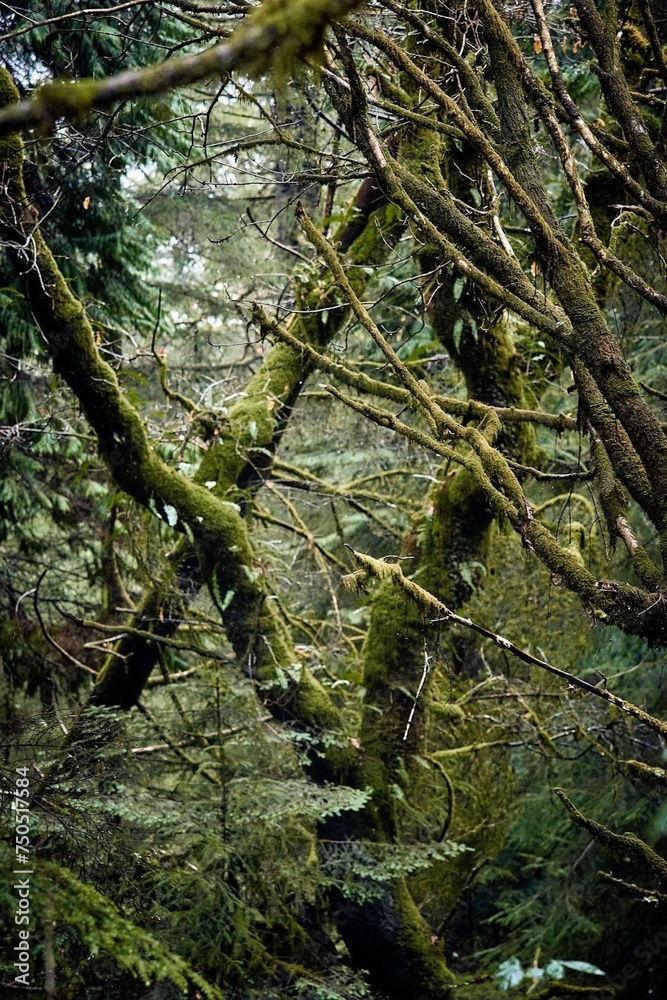mossy tree branches