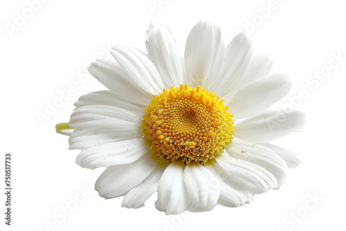 On a white background, a chamomile flower is isolated