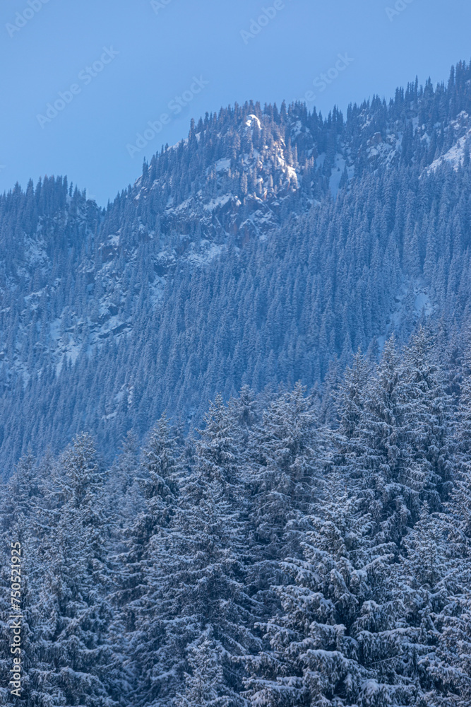 snow covered trees in mountains
