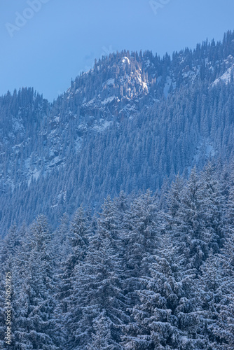 snow covered trees in mountains
