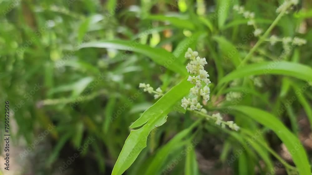 Zodia, an endemic plant to Papua, Indonesia. has been used by indigenous Papuans as a medium to repel insects and mosquitoes rubbing its leaves all over the body. Rutacea. Evodia sauveolens. Zodia, an endemic plant to Papua, Indonesia. has been used by indigenous Papuans as a medium to repel insects and mosquitoes rubbing its leaves all over the body. Rutacea. Evodia sauveolens.