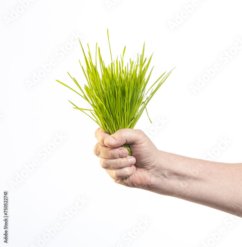 hand holding green grass