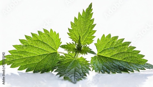 stinging nettle isolated on white background