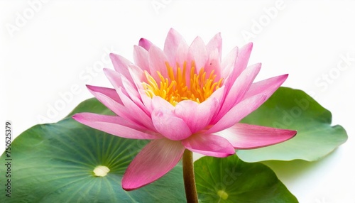 pink lotus flower isolated on white backgound