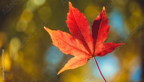 red autumn leaf