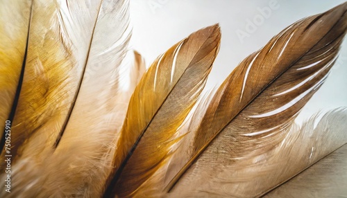 beautiful abstract white and brown feathers on white background and soft yellow feather texture on white pattern and yellow background feather background gold feathers banners