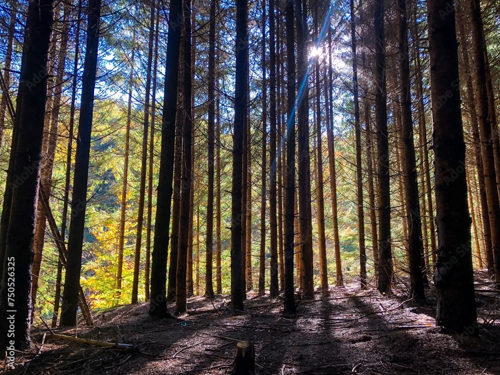 Obraz premium forest in autumn