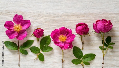 rosa rugosa rugosa rose beach rose japanese rose ramanas rose herbarium from dried blossoming flower arranged in a row photo