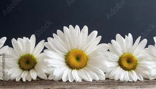 row of white daisies