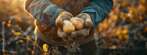 a farmer harvests potatoes close-up