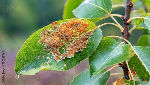 rust disease on pear leaves gymnosporangium sabinae photo