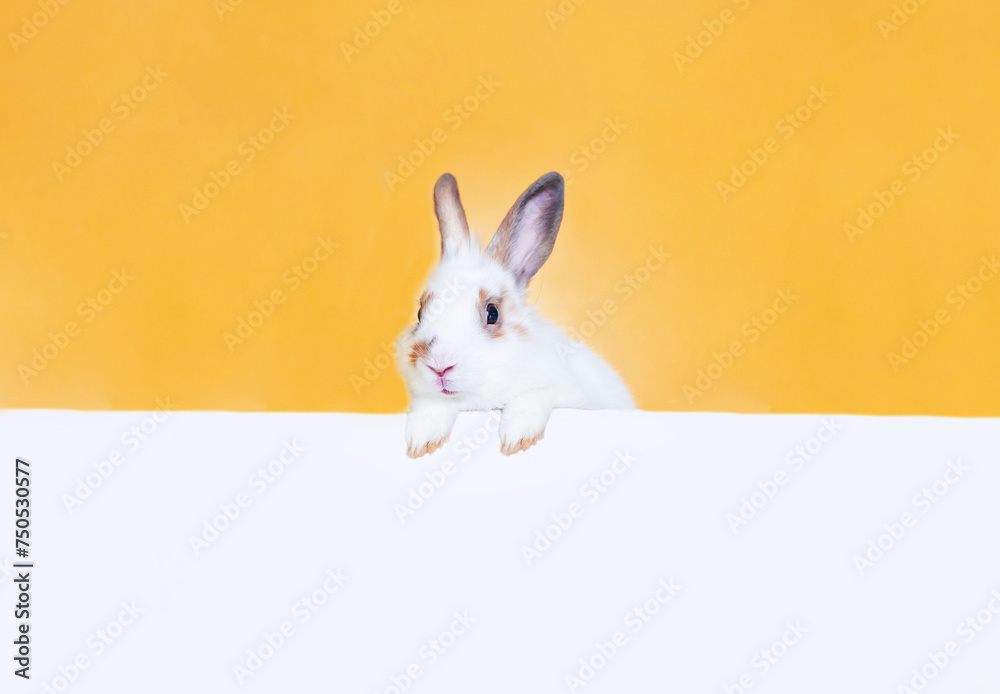 Cute funny bunny peeking out of blank banner, space for text. Easter symbol.