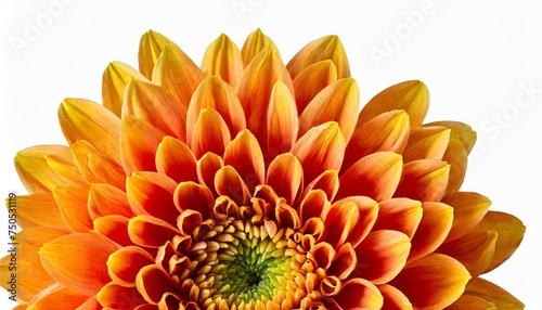 flower orange chrysanthemum flower isolated on a white background no shadows with clipping path close up nature