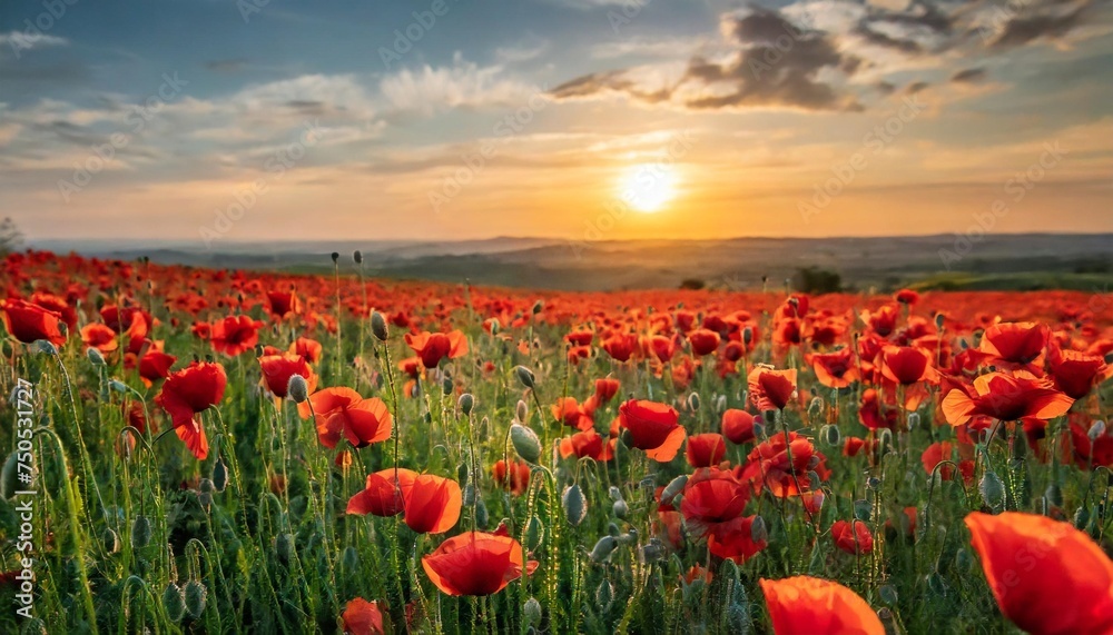 poppy field at sunset