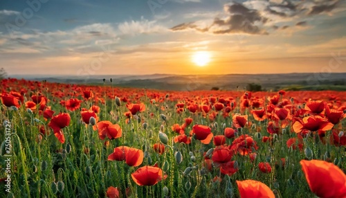 poppy field at sunset © Wayne