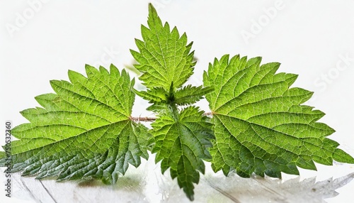 stinging nettle isolated on white background