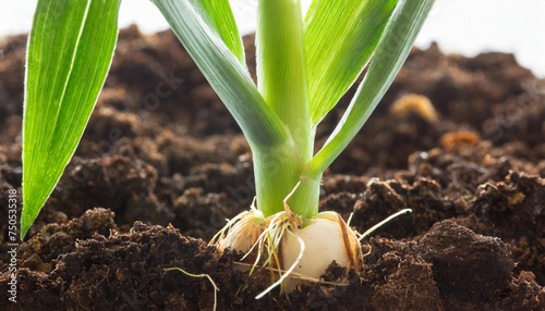 corn seedling with seed roots stem and whorled leaves photo