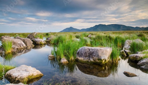 wetland with grass and stones