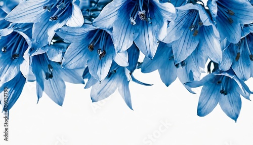 blue flowers bells isolated on white background border of blue flowers toned in blue for design