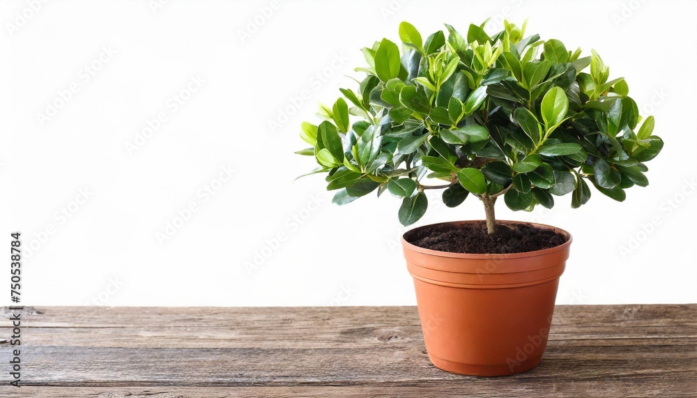 buxus sempervirens tree in pot isolated on white