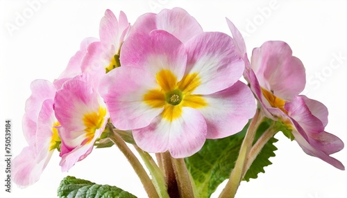 light pink primrose flower isolated on white background with clipping path close up flower on a stem for design transparent background