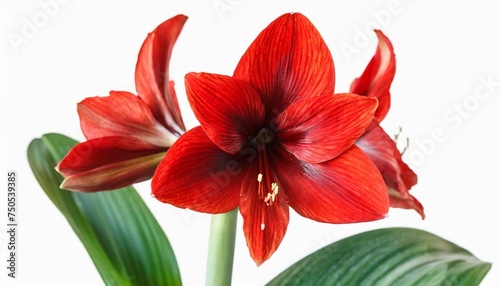 red amaryllis