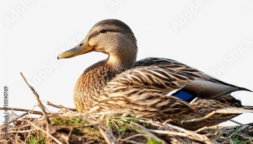 female mallard duck isolated on white background aanas platyrhunchos sits in the nesting position wildlife nature