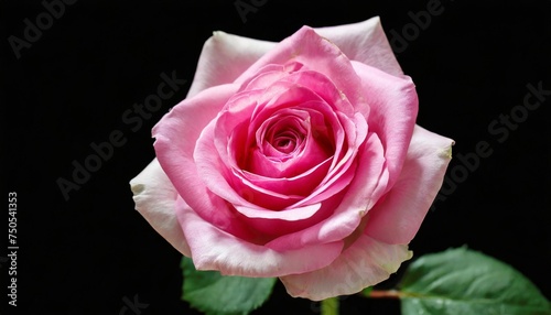 beautiful pink rose isolated on a black background