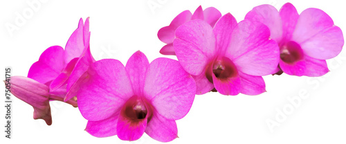 beauty orchid blossom flower isolated cutout