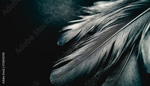 beautiful abstract colorful gray and black feathers on dark background and soft gray feather texture on black pattern and darkness background black feather texture banners