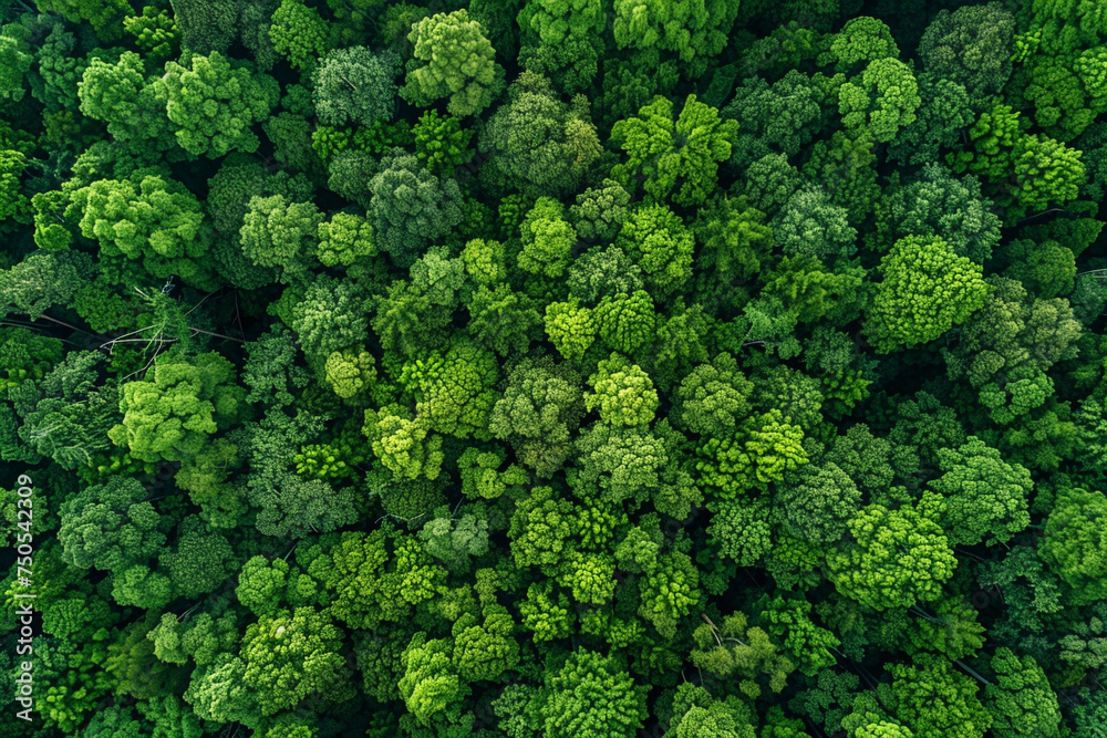 forest and trees, Forest atmosphere area from above, Forest view from above, Ecosystem and healthy ecological environment forest and trees, Forest atmosphere area from above, Forest view from above, Ecosystem and healthy ecological environment