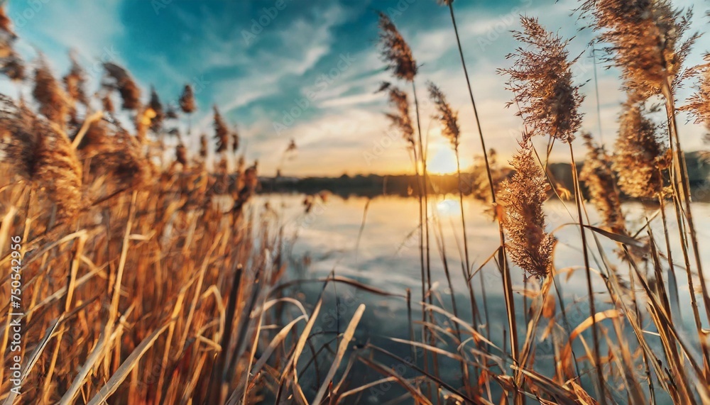 reeds on the shore of the lake at sunset abstract autumn nature background - obrazy, fototapety, plakaty 