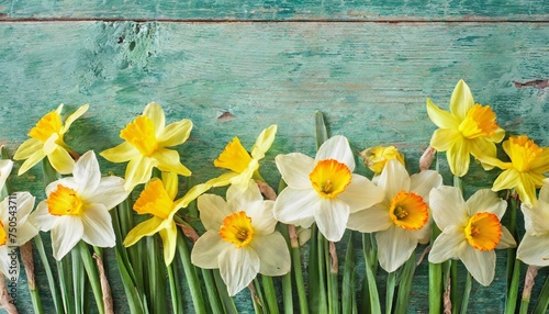 spring daffodils border
